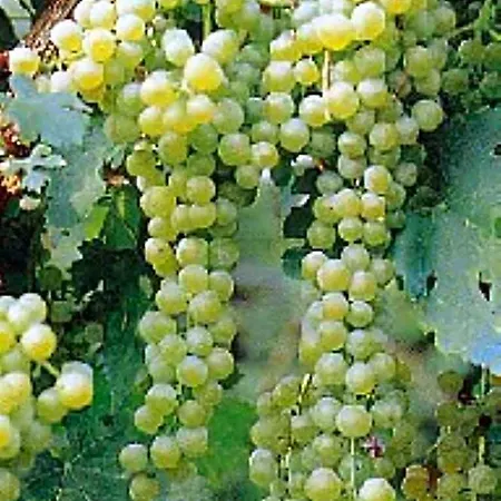 Oda ve Kahvaltı In Vino Veritas, Terre Marine